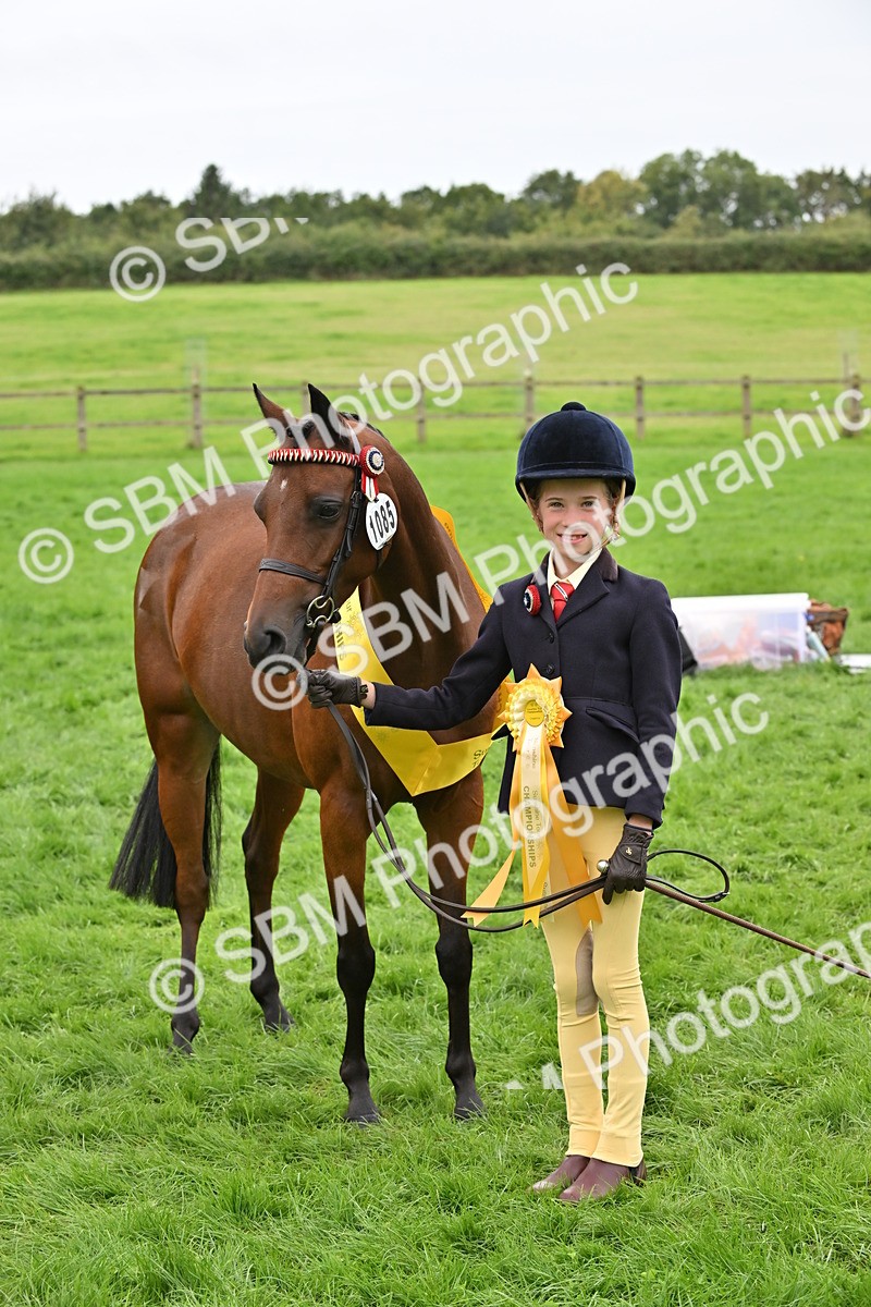 SBM_64950 - S50 - Show Pony & Show Hunter Pony In Hand