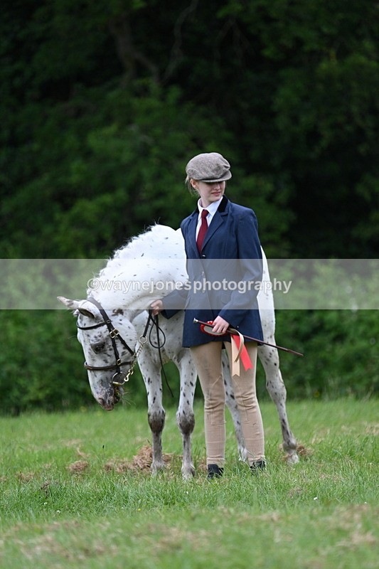 WJ7_4556 - Class 14B Prettiest Mare