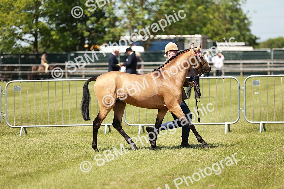 SBM_05568 - Class 41-45 - Riding Pony-Hunter Pony Breeding