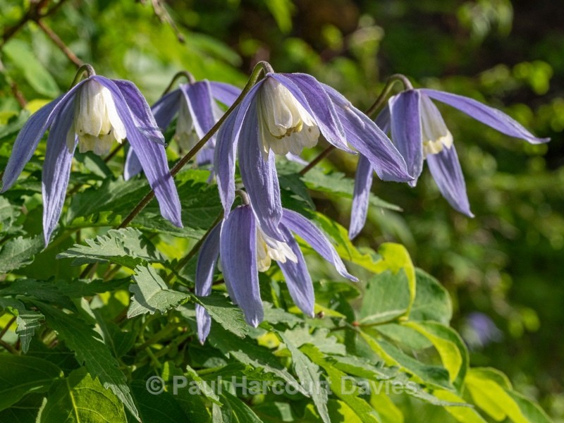 Alpine Clematis (Clematis alpina) - Wild Flowers