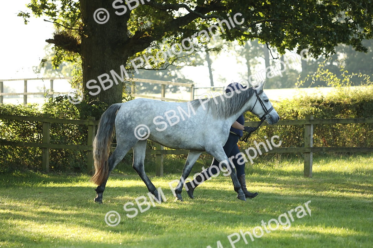 SBM_57926 - S42 - Youngstock