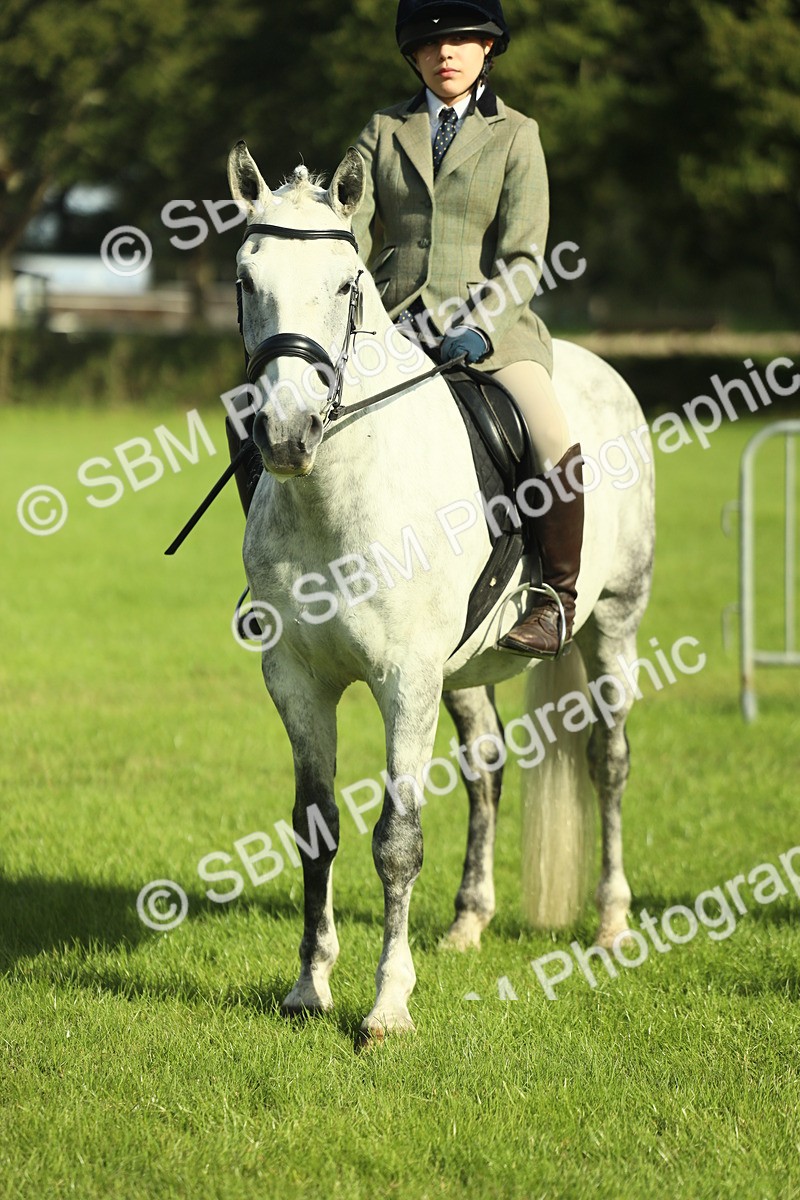 SBM_49829 - S32 - Novice & Newcomers Working Hunter