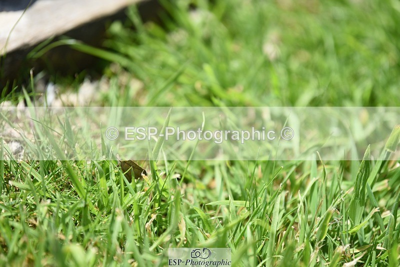 240605-125328-00972 - Cls 4 Novice 37 SQ