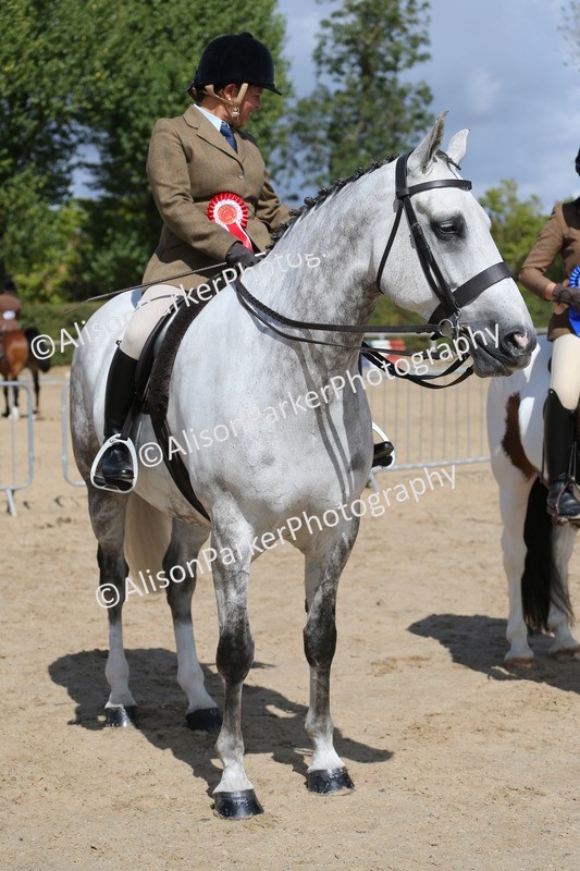 20260831-2802 - Class 16 and 17- Ridden Cob and Hunters