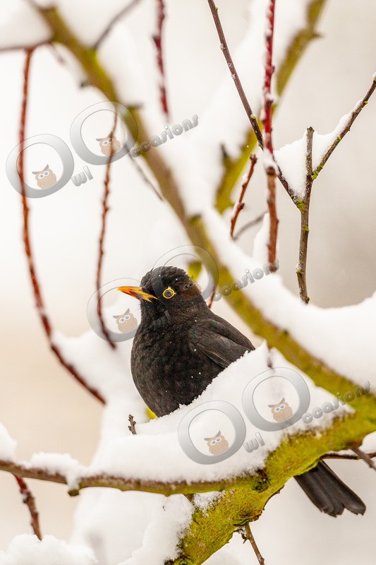 Blackbird Turdus merula-138063 - UK birds