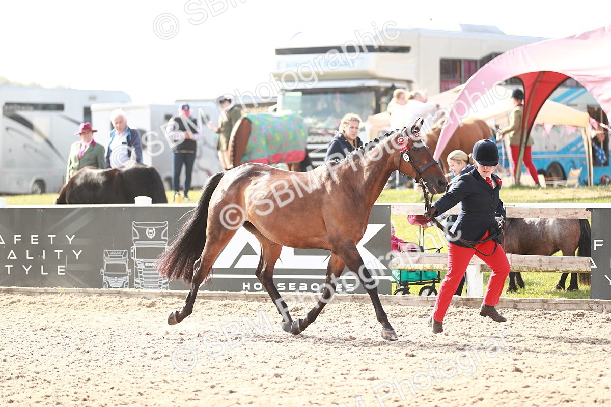 SBM_11036 - Class 205 IH Show Pony/ Show Hunter Pony