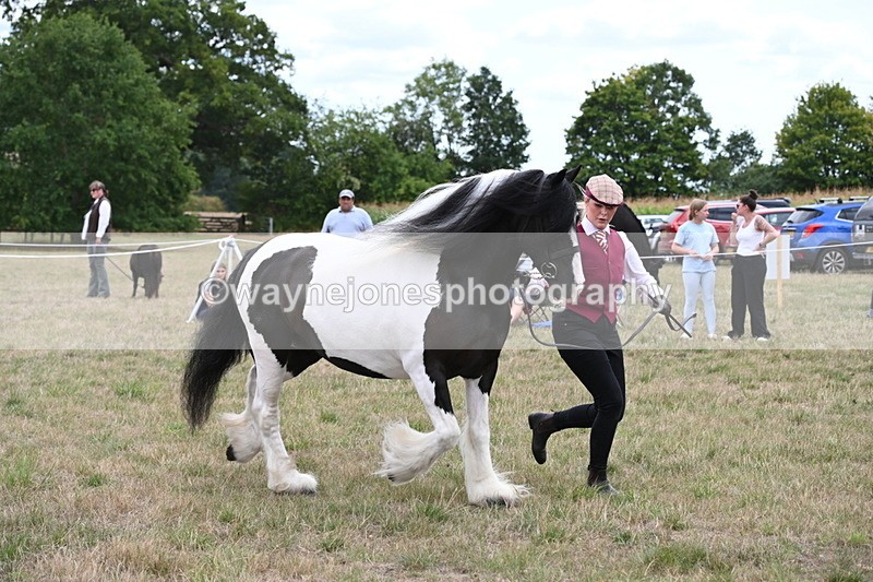 WJ6_5502 - Class 18 In-hand Coloured