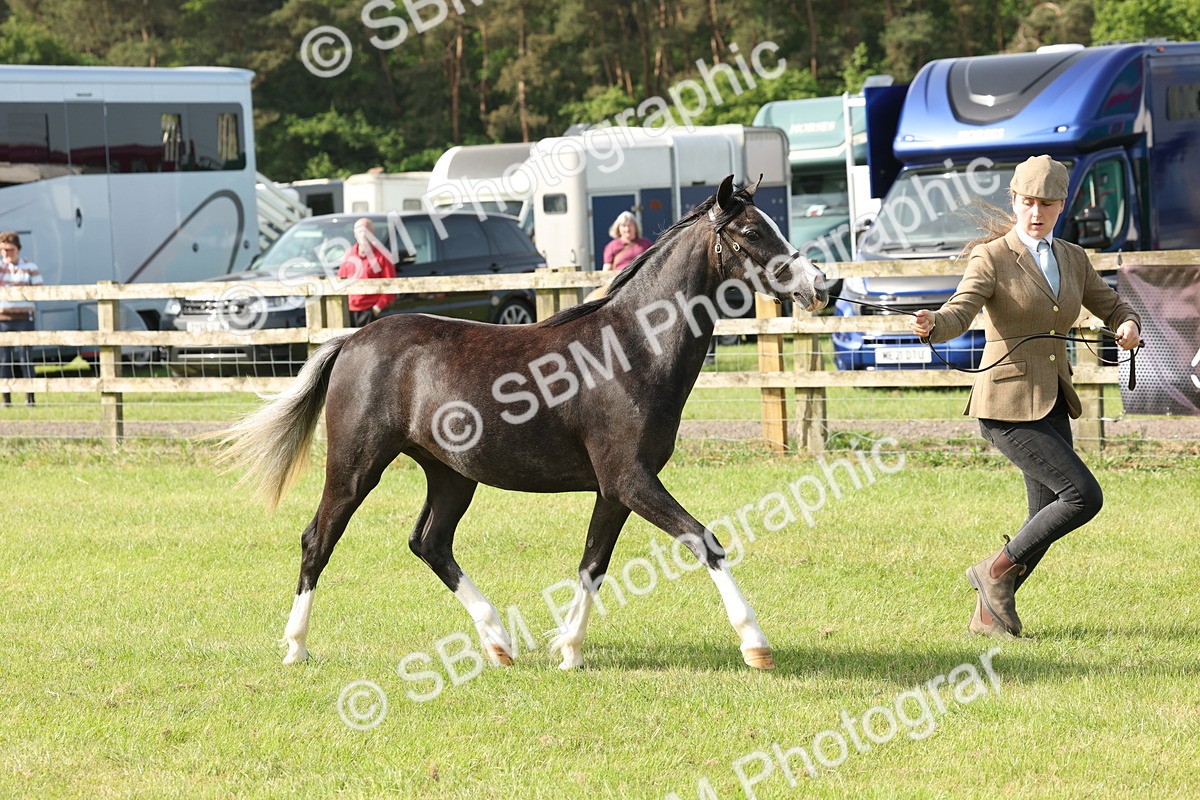 SBM_00699 - Class 6-13 - Mountatin and Moorland In Hand Welsh Breeds
