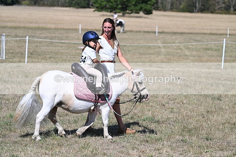 WJ7_1403 - Class 41 Prettiest Mare