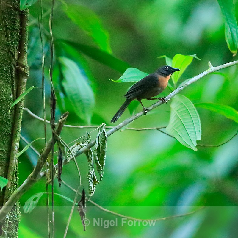 Black-cheeked Ant-Tanager, Casa Corcovado Jungle Lodge, Costa Rica - Black-cheeked Ant-Tanager