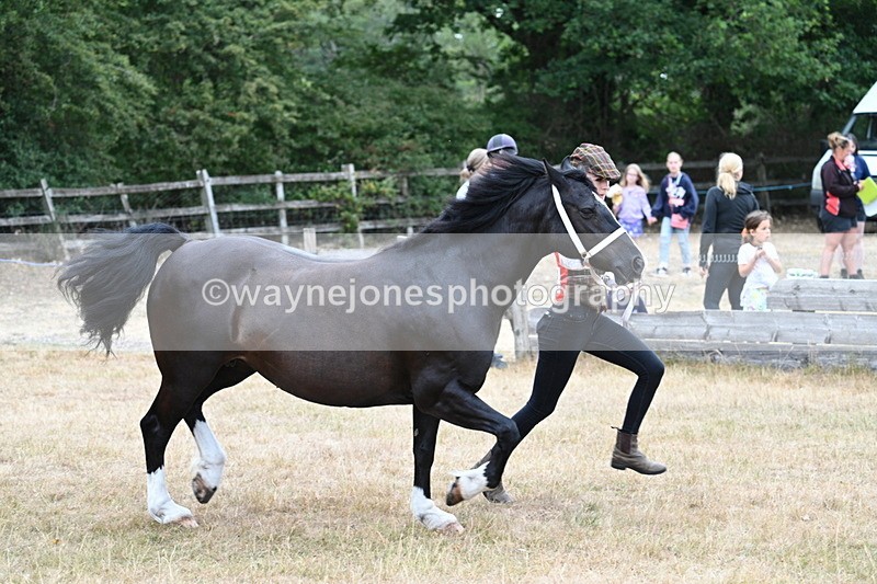 WJ7_8413 - Class 4 Prettiest Mare up to 14.2hh