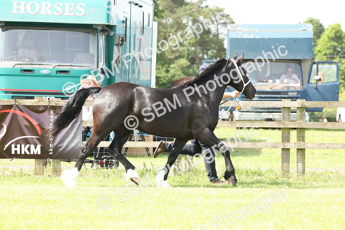 SBM_02377 - Class 6-13 - Mountatin and Moorland In Hand Welsh Breeds