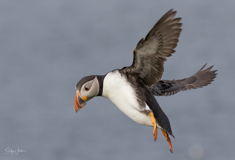 Puffen Flying 6 - Puffins