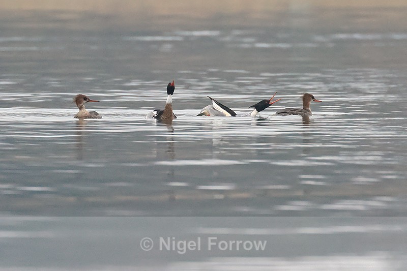 Red-breasted Mergansers displaying, Arne, Dorset - Red-breasted Merganser