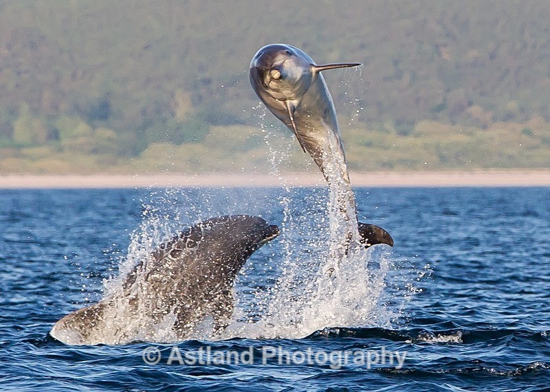 Astland Photography, Bird and Wildlife Images, Susan and Peter Wilson, U.K.
