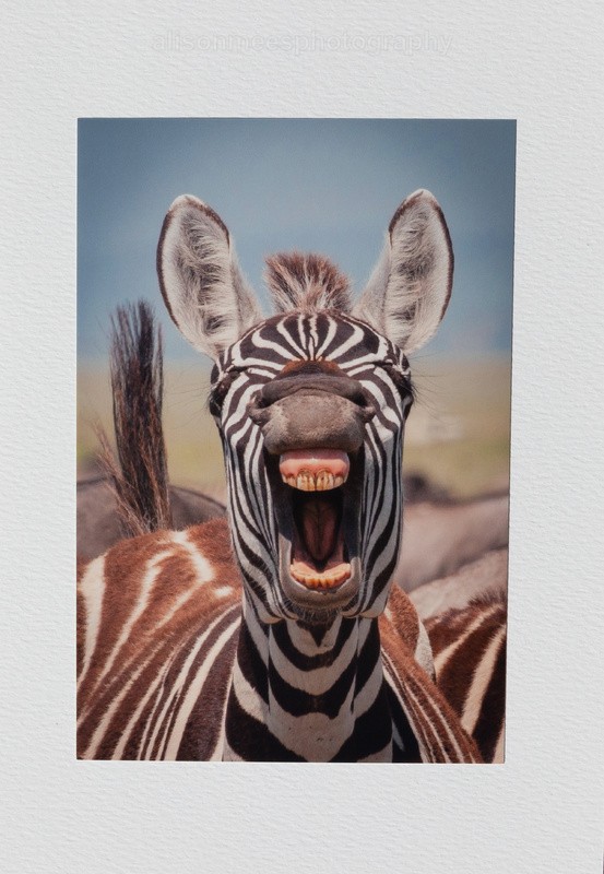 007 Zebra Smile - For Sale - Handmade Cards £2.50 each