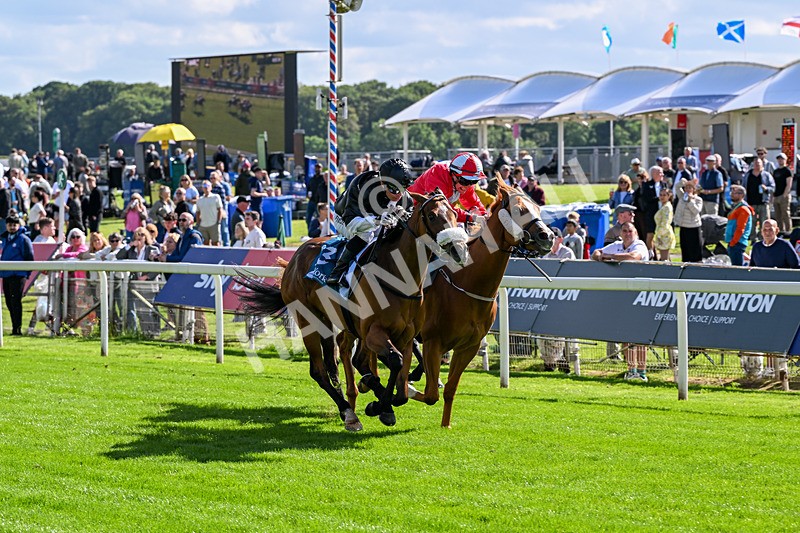 120626-Race 6-Rotokura Belle-8256 - Race 6 16.45pm Dawson Williamson Architects Handicap