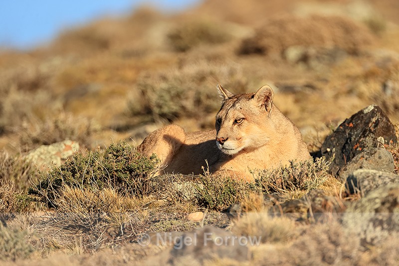Female Puma Rupestre ever watchful for prey, Torres del Paine, Chile - Puma
