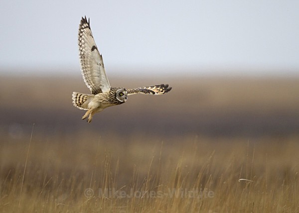 SHORT EARED OWL / REF SEO 3 - SHORT EARED OWLS