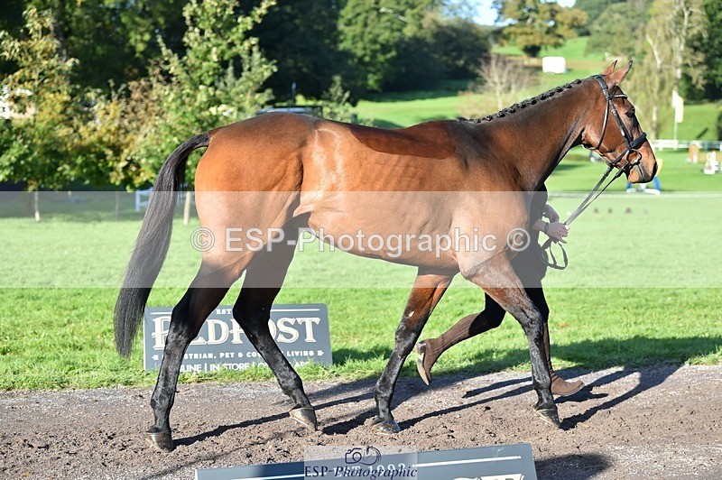 231022-102346-22451 - 478-SOARING.HEIGHTS-Samantha.Shaw-TrotUp+SJ