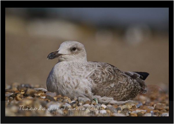 Juvenile Heron Gull - Wildlife Wildlife