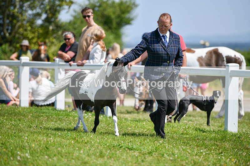 DSC_7272 - Miniature Horse Championship