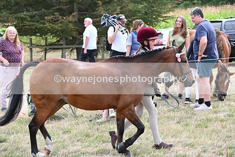WJ6_5906 - Class 19 In-hand Veterans (Uploaded correct folder)