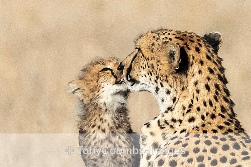 Cheetah & Cub - Lewa ~ Cats
