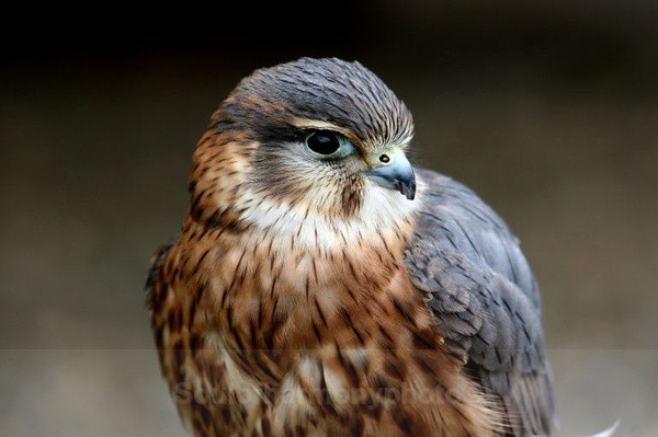 Merlin Falcon - Captured Wild life/Domestic/ livestock Animals