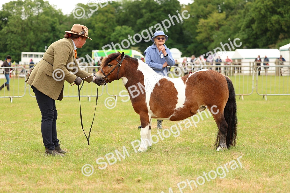 SBM_04373 - Class 64-67 - Shetland Pony In Hand