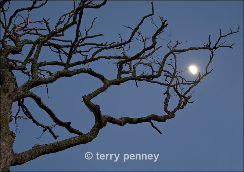 Moon through the tree - Other Types of 'Landscapes'