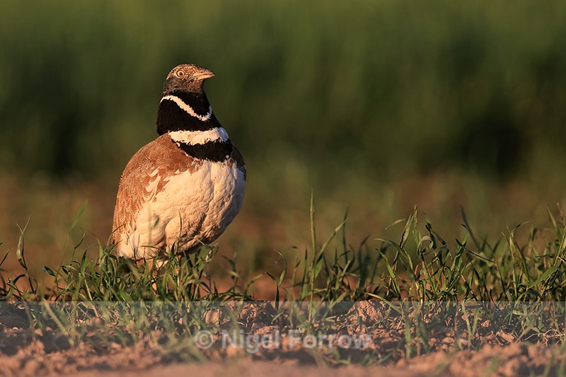 Little Bustard upright stance, Montgai, Spain - Little Bustard