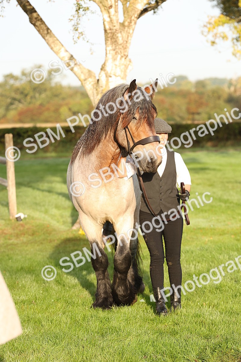 SBM_54445 - S51 - Foreign Breeds In Hand