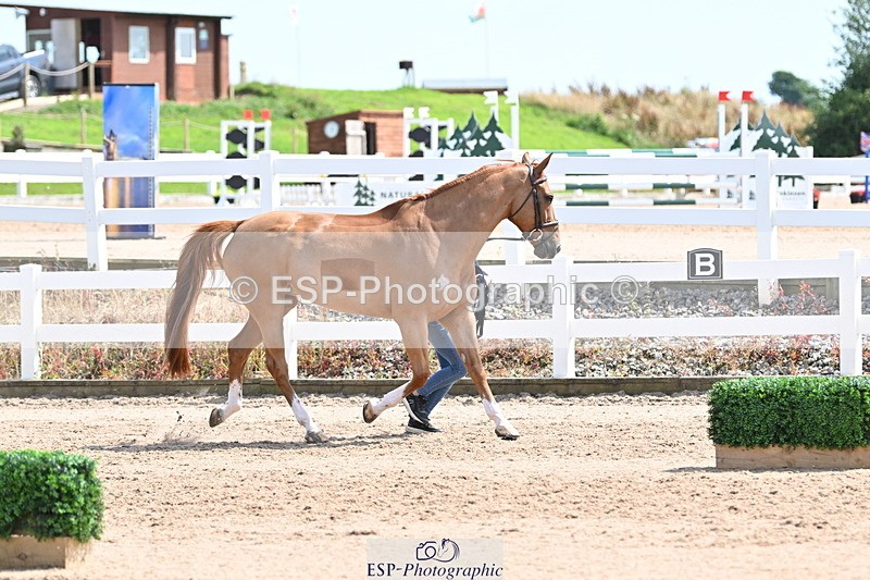 240717A-150640-02546 - Trot Up 3pm to 4pm