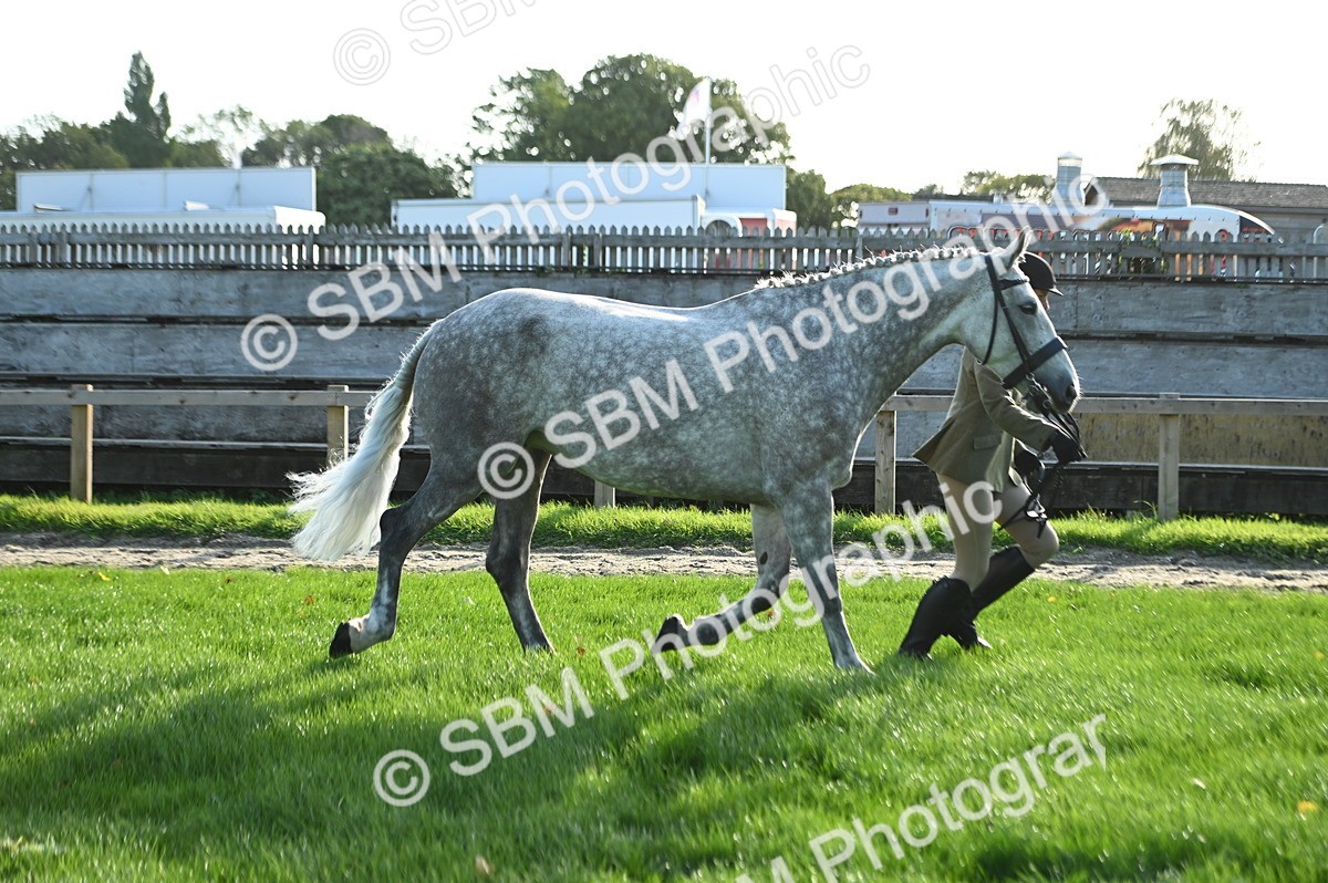 SBM_14738 - S1 - TSR in Hand Horse & Pony Showing