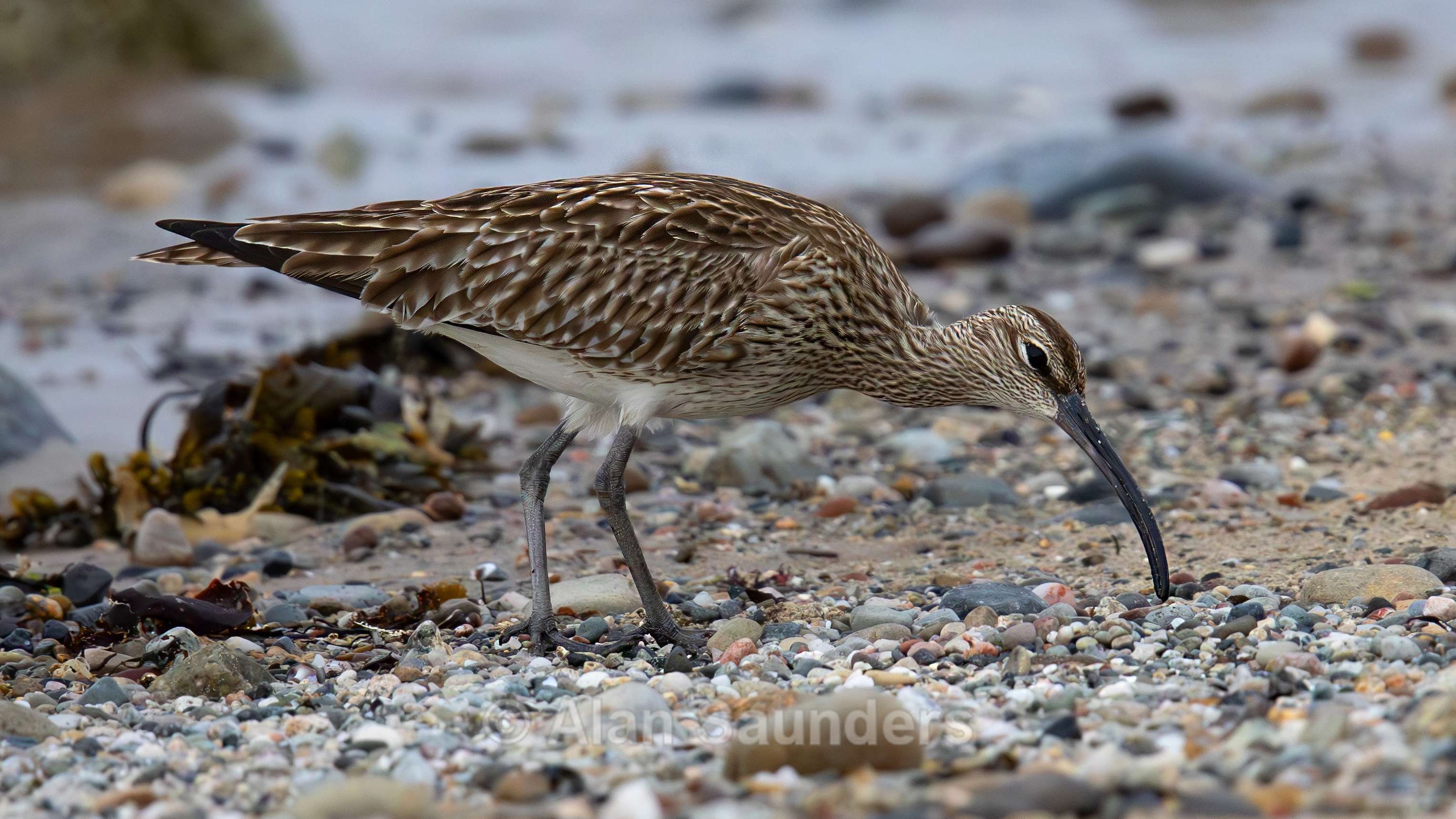 Eurasian Whimbrel 2
