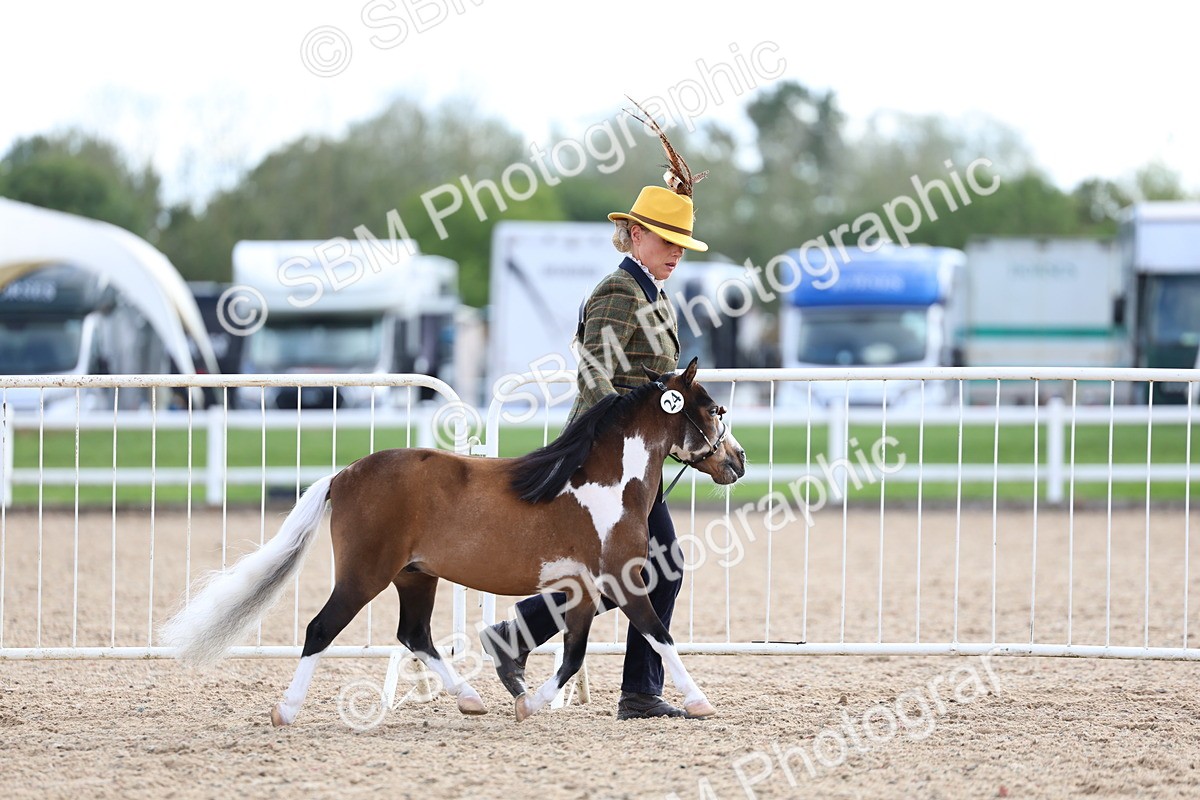 SBM_18741 - Class 317 - IH Pure Bred Horse-Pony