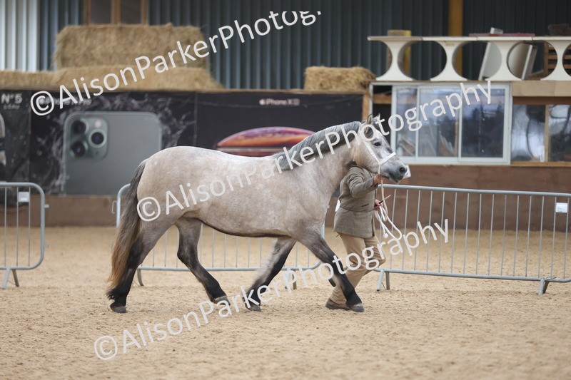 20251109-1215 - Supreme Championship