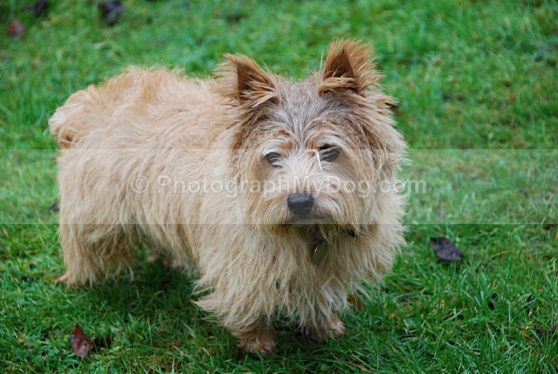  - Norwich Terriers
