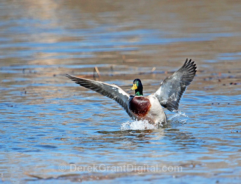 Splash Landing - Birds of Atlantic Canada