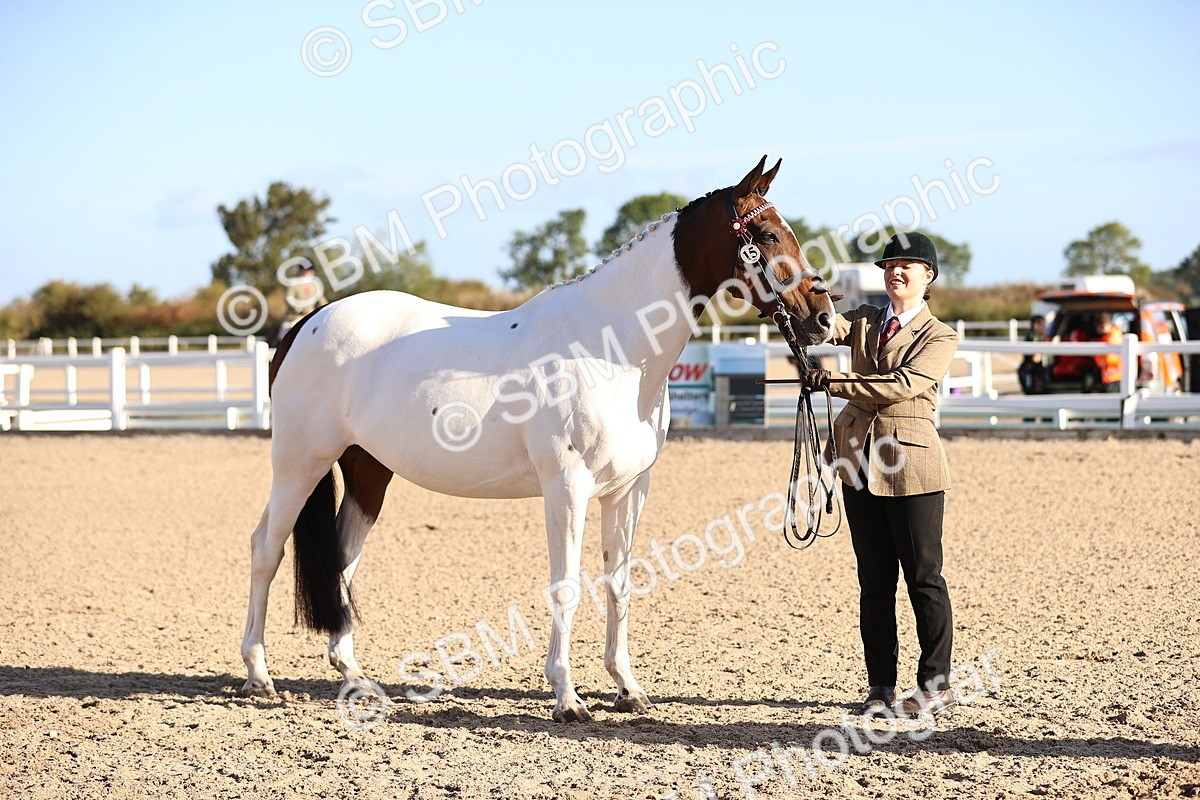 SBM_08369 - Class 401 - IH Veteran Horse