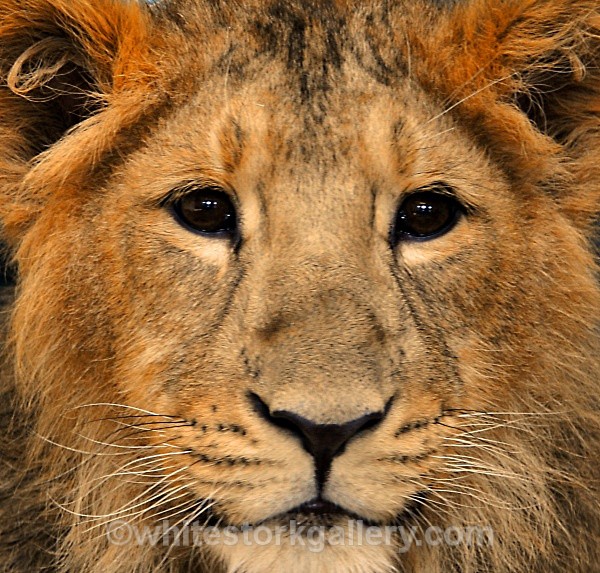 Lion Cub - Wildlife and Animals