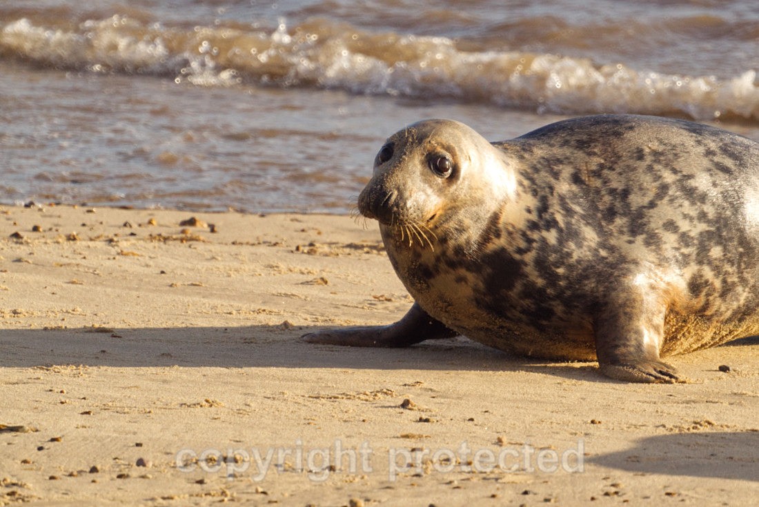 Young Grey Seal - Norfolk