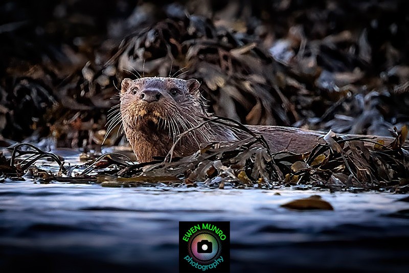 DO-16-Keills Peninsula, Lochgilphead - 'DRATSIE' (AKA Otters)