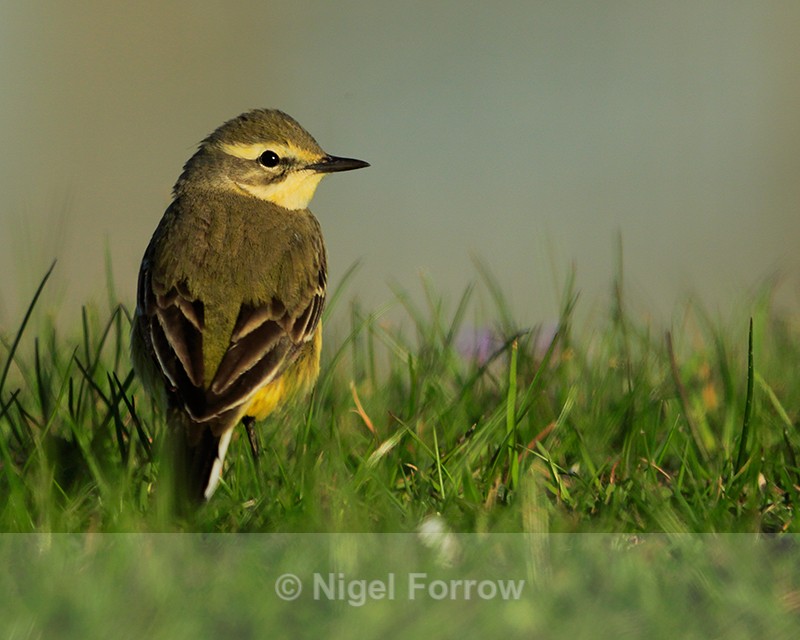 Yellow Wagtail (female) near the treatment works at Farmoor - Yellow Wagtail