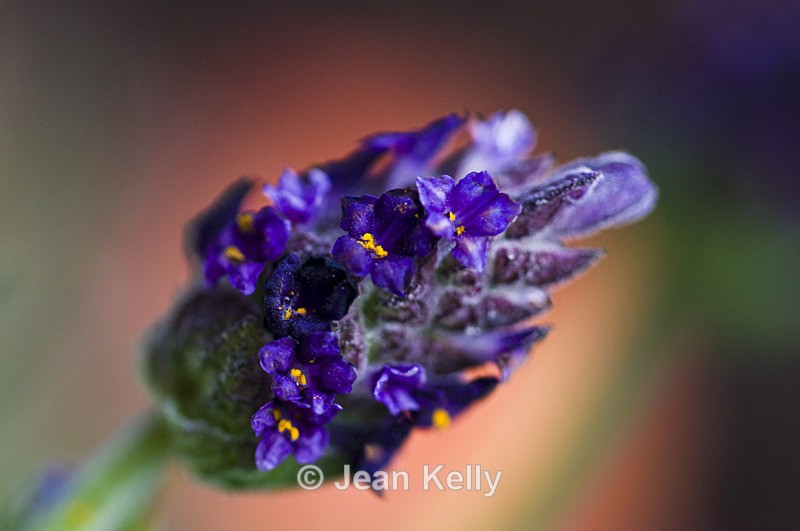 Flower - 1182 - Blue