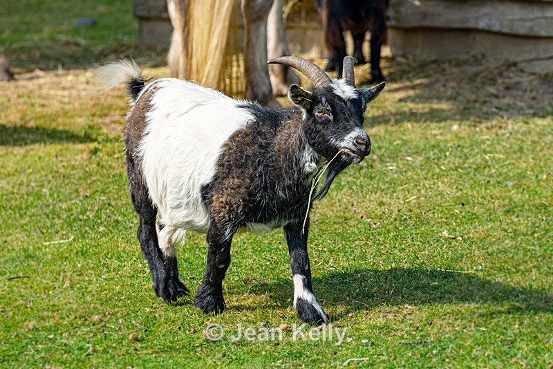Pygmy Goat - DSC_0119 - Goats