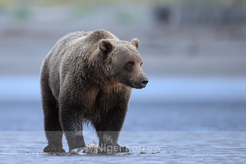 Brown Bear scavenging dead salmon on beach, Alaska - Brown Bear
