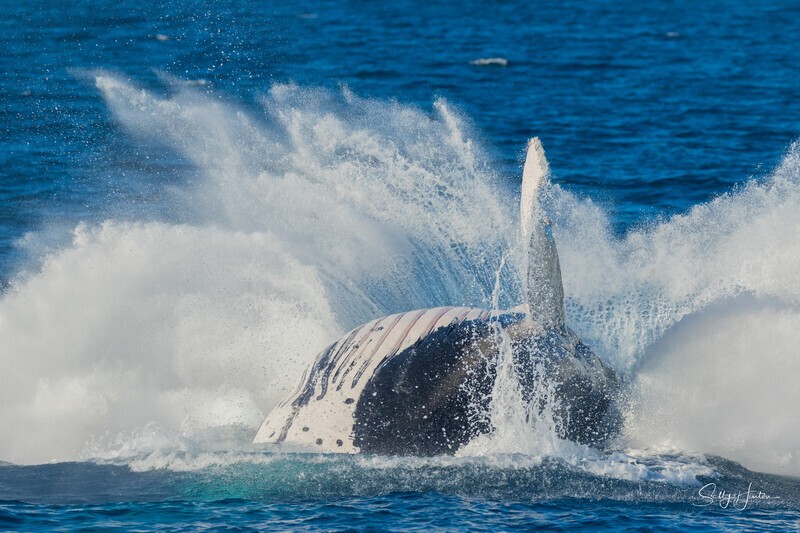 HB 40 ton Splash 2. 0A3A5905 - Copy - 2025 Hervey Bay Whales