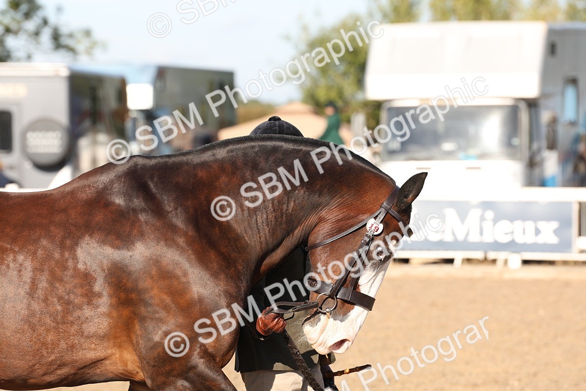 SBM_11717 - Class 204 - Young Handler 11 to 16 years